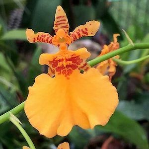 Oncidiums: Onc. Gower Ramsey 'Orange Delight' -- In Spike