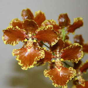 Oncidiums: Gomesa forbesii x sib (FLASK)