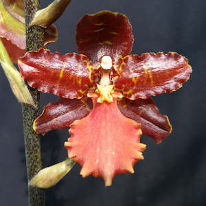 Oot. Summit 4N x Rst. bictoniense 'Thames Beauty' (FLASK)