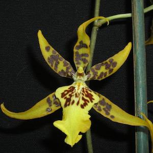 Oncidiums: Brsdm. Fly Away 'Miami'