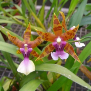 Oncidiums: Milt. clowesii