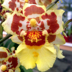 Nhc. Parquet 'Uptown Girl' (syn. Odontocidium)