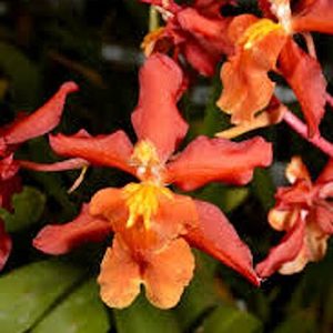 Oncidiums: Ons. Aloha Sparks 'Halloween' (syn. Wilsonara)