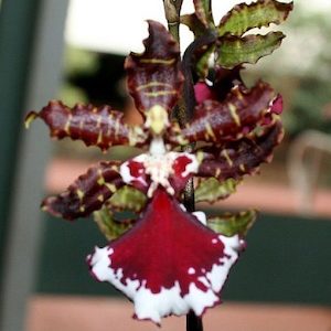 Oncidiums: Ons. Everglades Elegance 'Nancy Lee' (syn. Odontocidium)