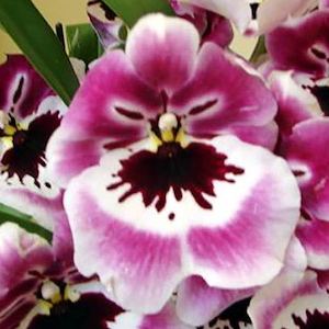Oncidiums: Mps. Rubenesque 'Brockton' (syn. Miltonia) (Pansy Orchid)