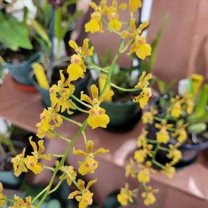 Oncidiums: Gom. Sarah's Comet