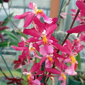 Onc. Charlesworthii (1910)