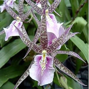 Oncidiums: Brat. Charles M. Fitch 'Izumi'