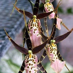 Oncidiums: Brat. Shelob 'Okika'