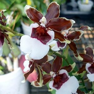 Onc. Pacific Pagan 'Kilauea'