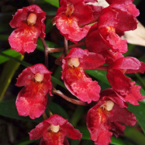 Lsz. Lava Burst 'Puanani' AM/AOS