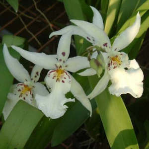 Oncidiums: Alcra. Winter Wonderland 'White Fairy'