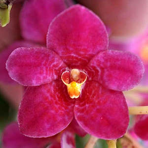 Sarcochilus: Sarco. Elegant Hart (Elegance x hartmannii)