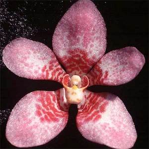 Sarcochilus: Sarco. Fizzy Dove (Dove x Fitzhart)