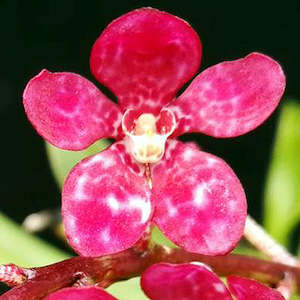 Sarco. Karla (Fairy x Zoe)