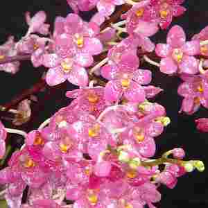 Sarco. Sunvale Sun Spot (Cherie x Snowhart)