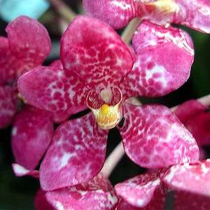 Sarco. Snowhart (Cherie x hartmannii)