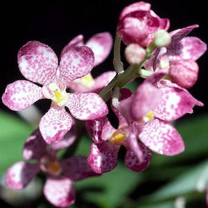 Sarco. fitzgeraldii var. aemulus 'Bee'