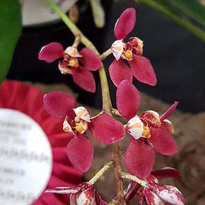 Sarcochilus: Sarco. Heidi (peloric) x hartmannii