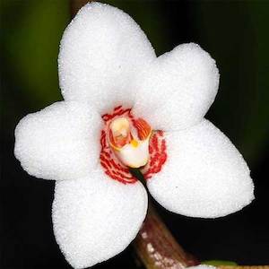 Sarco. hartmannii x Heidi (peloric)