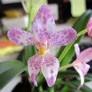 Sarco. fitzgeraldii var. aemulus