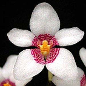 Sarcochilus: Sarco. Fitzhart