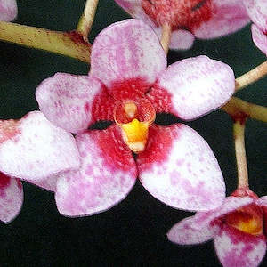 Sarcochilus: Sarco. Heidi