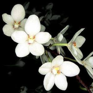 Sarcochilus: Sarco. Melody