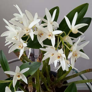 Dendrobiums: Den. falcorostrum