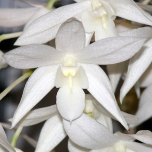 Dendrobiums: Den. White Grace