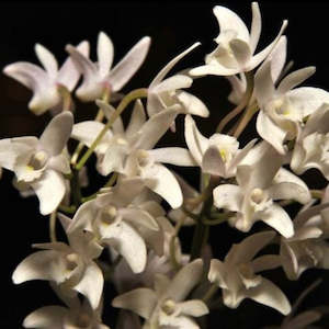 Dendrobiums: Den. Delicatum