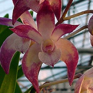 Dendrobiums: Den. Starbright Corona x Golden Arch