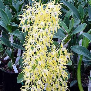 Dendrobiums: Den. Golden Arch  x speciosum