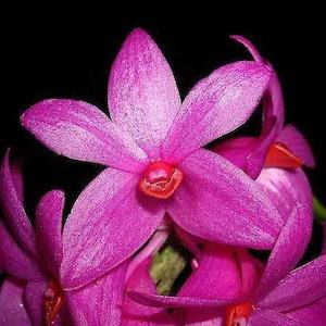 Dendrobiums: Dendrobium sulawesiense