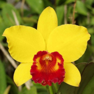 Rlc. Little Toshie 'Gold Country' AM/AOS x Rlc. Lebenkreis 'Diamo&hellip;