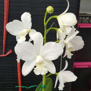 Cattleyas: Ctt. Lo's White World (Ctt. White Bridal x C. walkeriana)