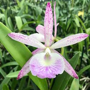 Cattleyas: C. Summer Spot x B. nodosa 4n