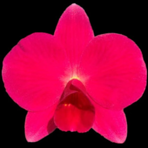 C. Orpetii 'Kathleen No 3' 4n x 'Kathleen No 2' 4n