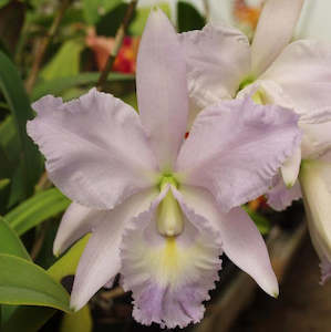 C. Rafael Ortiz (Sea Breeze 'Fellrath's Pride' x Love Knot '&hellip;