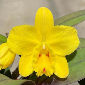 C. (Slc.) Love Fresh (Beaufort 'Big Circle' x briegeri 'SVO')
