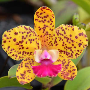 Cattleyas: C. (Slc.) Katherine Clarkson 'SVO' HCC/AOS x C. (Lc.) Little Dipper 'SVO Sato' 4n