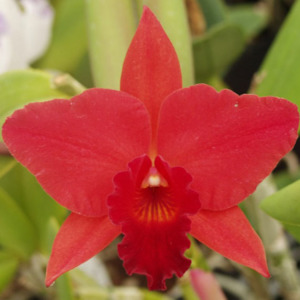 Cattleyas: Rth. Rubescent Fire 'SVO' AM/AOS x Rth. Martha's Sunburst 'SVO 2'