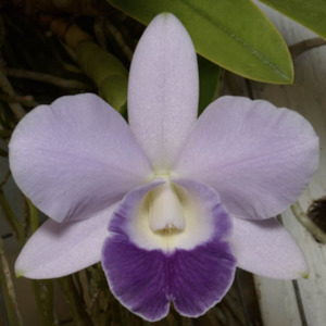 C. Mini Love (Mini Purple 4n x Love Knot 'SVO')