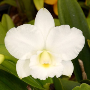 C. Victorian Lace 'Diamond Orchids x C. pumila 'Kathleen' AM/AOS