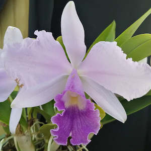 Cattleyas: C. Dinah 'Blue Heaven'