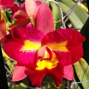 Cattleyas: Rlc. Village Chief Flower 'Taichung'