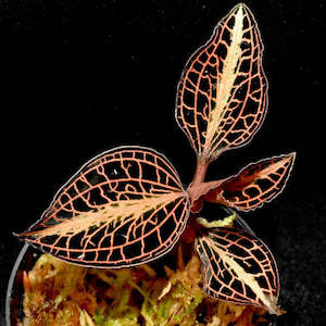 Anoectochilus roxburghii 'Golden Heart' (FLASK)