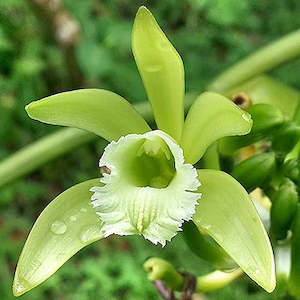 Other Genera: Vanilla planifolia
