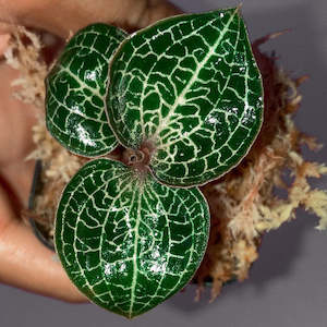 Anoectochilus (Anct) formosanus