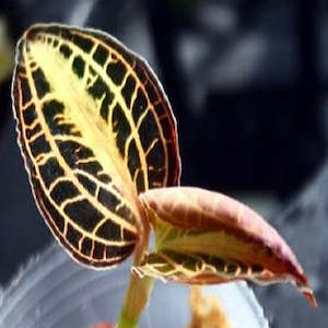 Anoectochilus (Anct) albolineatus 'variegated'